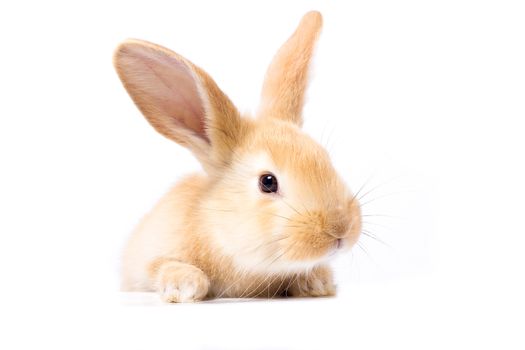 Red fluffy rabbit looks at the sign. Isolated on white background. Easter Bunny. red rabbit for advertising