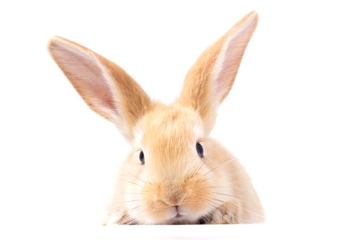 Red fluffy rabbit looks at the sign. Isolated on white background. Easter Bunny. red rabbit for advertising