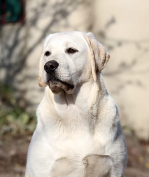 the yellow labrador sitting in the park