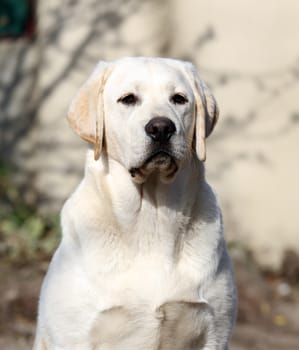 a yellow labrador sitting in the park