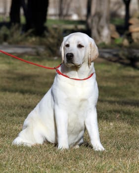 the sweet yellow labrador sitting in the park