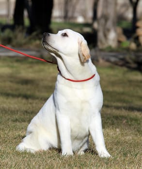 a sweet yellow labrador sitting in the park