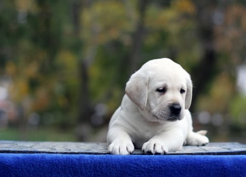 the little yellow labrador puppy sitting on blue background