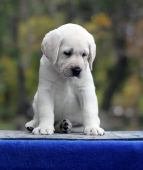 a little yellow labrador puppy sitting on blue background