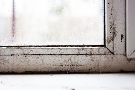 mold on plastic windows, family problem, fungus on windows, harmful habitat