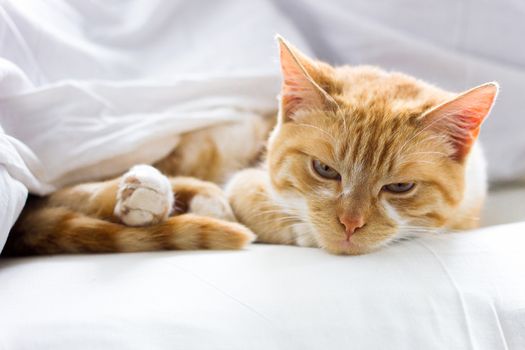 red cat sleeping on a soft white blanket, close-up, cozy concept, cute red cat