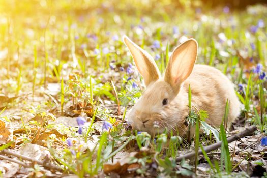 a glade of blue spring flowers with a little fluffy red rabbit, an Easter bunny, a hare on a meadow