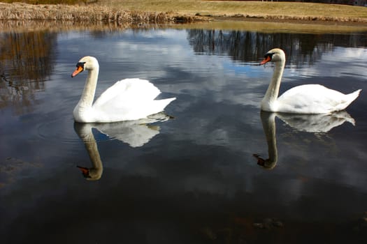 two white swan on the lake, looks at his reflection in the water.