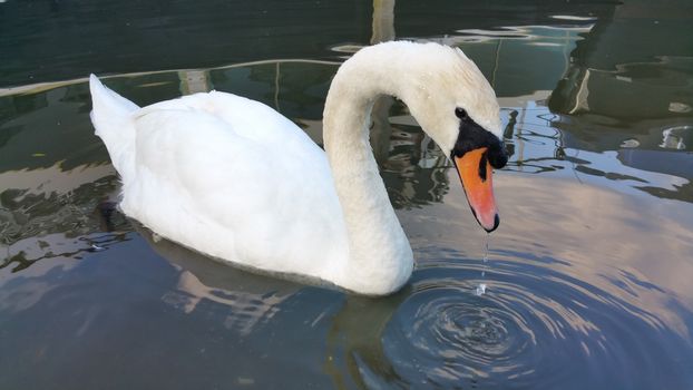 white swan on the lake, looks at his reflection in the water.