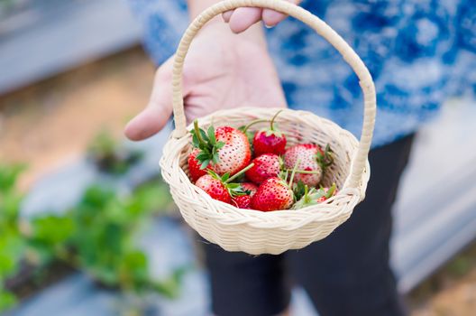 Woman's hands holding a basket of ripe strawberries in the field