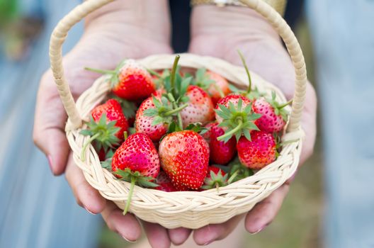 Woman's hands holding a basket of ripe strawberries in the field