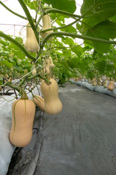 Butternut squash  hanging on the tree  and growing in the green garden