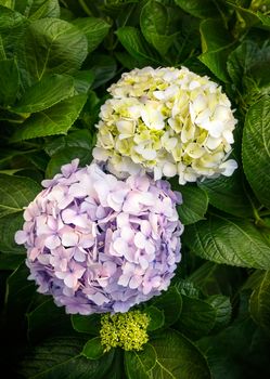 Close up of beautiful purple and yellow  hydrangea or hortensia flower blooming in spring garden