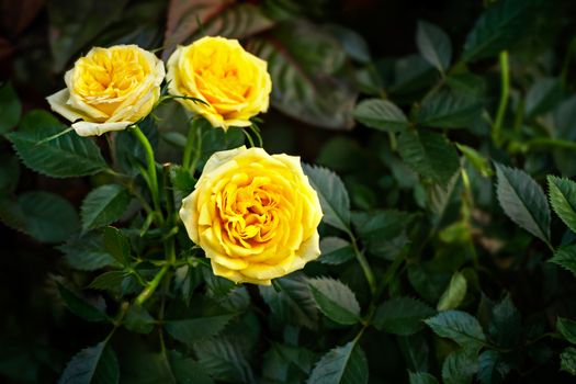 Yellow rose flower with green leaves in the garden