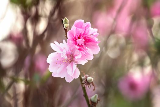 Close up of beautiful pink chinese plum blossom  flower in  
 garden