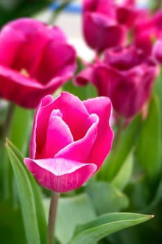 Beautiful pink tulips flower with green leaves grown in garden