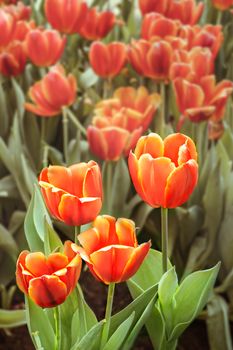 Beautiful orange tulips flower with green leaves grown in garden