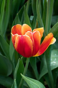 Beautiful orange tulips flower with green leaves grown in garden