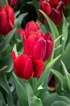 Beautiful red tulips flower with green leaves grown in garden