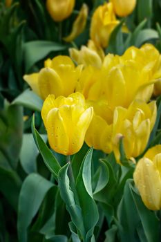 Beautiful yellow tulips flower with green leaves grown in garden