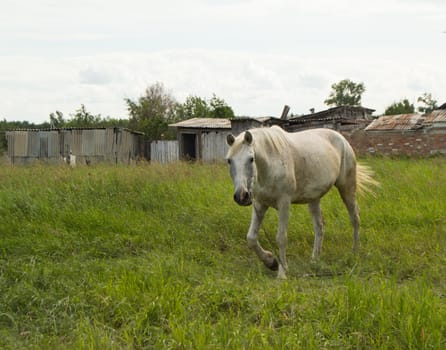 White horse grazing on a green summer pasture in the village.