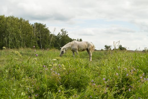 White horse grazing on a green summer pasture in the village.