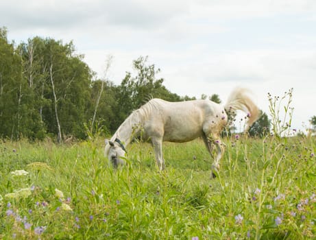 White horse grazing on a green summer pasture in the village.