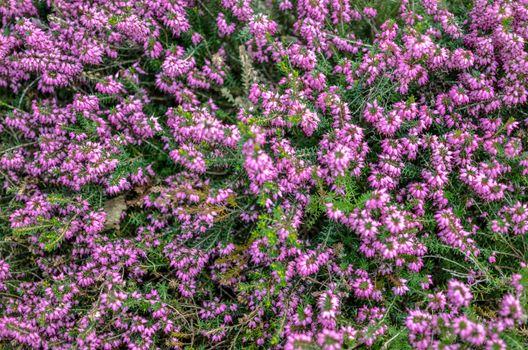 Heather flowers. Small violet flowers. vintage paper background. retro style. Soft focus 