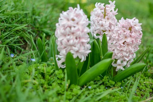 Flowerbed with pink blooming hyacinths. soft focus