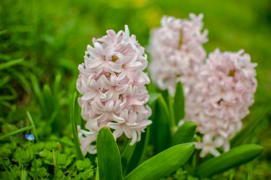 Flowerbed with pink blooming hyacinths. soft focus