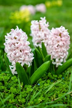 Flowerbed with pink blooming hyacinths. soft focus