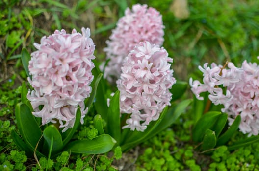 Flowerbed with pink blooming hyacinths. soft focus