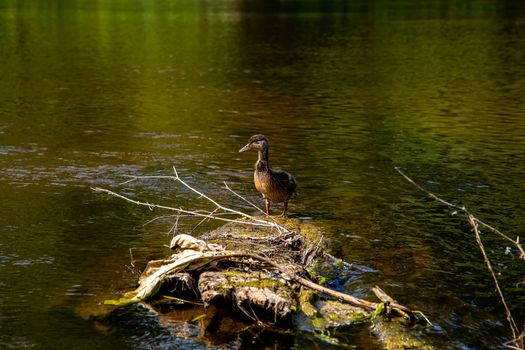 Duck swimming in the river Gauja. Duck on the wooden log in the middle of the river Gauja in Latvia. Duck is a waterbird with a broad blunt bill, short legs, webbed feet, and a waddling gait.