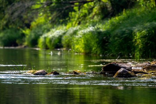 Landscape of flowing river and green forest on coast. Stones in the river. Gauja is the longest river in Latvia, which is located only in the territory of Latvia. 

