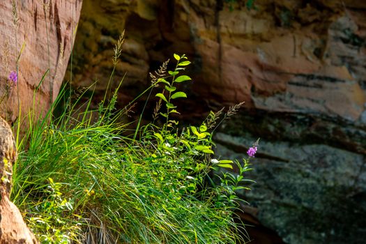 Closeup of sandstone cliff formation near the river. Pink wild flower at the cliff on the river bank. Gauja in Latvia. Sedimentary rock consisting of sand or quartz grains cemented together.