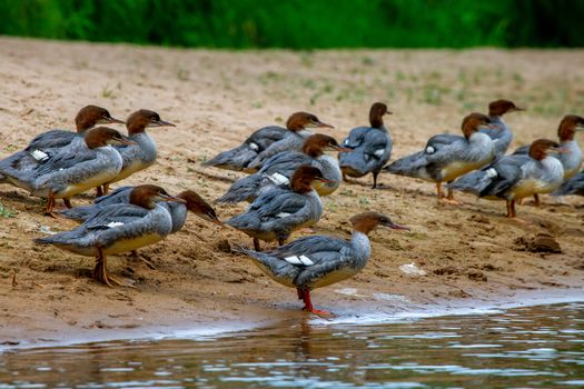 Ducks swimming in the river Gauja. Ducks on coast of river Gauja in Latvia. Duck is a waterbird with a broad blunt bill, short legs, webbed feet, and a waddling gait.