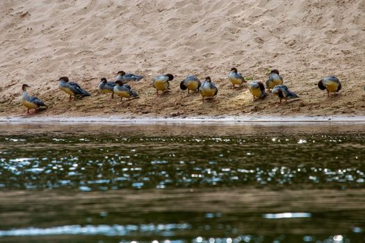 Ducks swimming in the river Gauja. Ducks on coast of river Gauja in Latvia. Duck is a waterbird with a broad blunt bill, short legs, webbed feet, and a waddling gait.