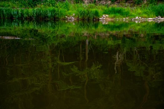 Landscape of river, green long grass and stones on the coast. Green forest reflection in water. Gauja is the longest river in Latvia, which is located only in the territory of Latvia. 

