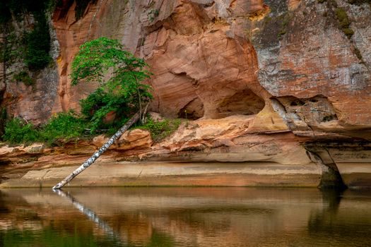 Closeup of sandstone cliff formation with cave on bank of river Gauja in Latvia. Birch in the river near the cliff. Gauja is the longest river in Latvia, which is located only in the territory of Latvia. 