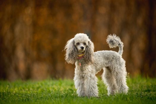 silver poodle on the grass
