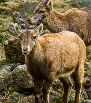 closeup portrait of a female alpine ibex, wild goat from the european mountains