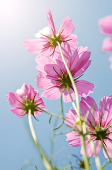 Pink cosmos flowers in the garden with blue sky.