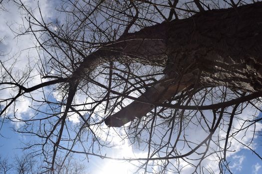 Trees flowers plants shrubs leafless open natural sunlight branch trunk bark bare small village town country side rural suburban life in streets clear blue sky