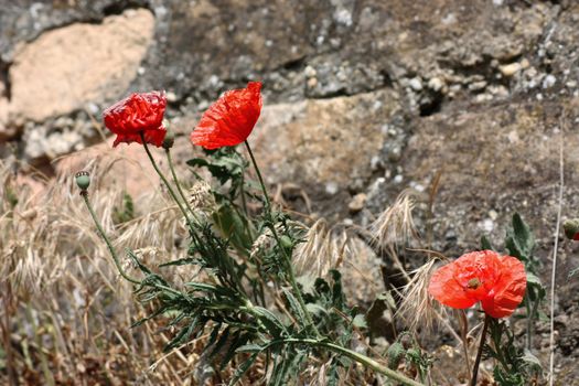 red poppy against a backdrop of stone wall.