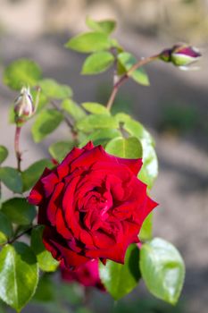 Fresh scarlet rose bud close with a blurred background - a classic declaration of love and tenderness