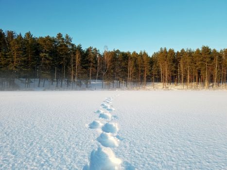 fresh footprints in the in the snow covered landscape, winter orest nature