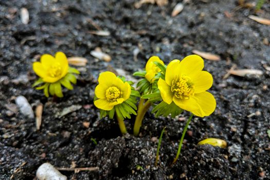 Erantis spring family of buttercup, growing in the city