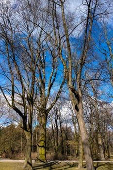 Trees in the park in autumn on a background of bright sky