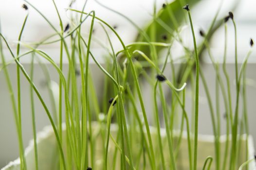 Young shoots of plants germinated from seed, the concept of the step of cultivation of seeds of agricultural plants, blurred background, bokeh.