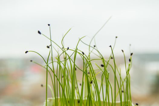 Young shoots of plants germinated from seed, the concept of the step of cultivation of seeds of agricultural plants, blurred background, bokeh.